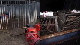 화순 야산에 투견판…현장서 40여명 체포 | TVING