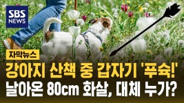 [자막뉴스] 강아지 산책 중 갑자기 푸슉!…날아온 80cm 화살, 대체 누가? | TVING
