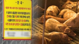 충남 보령 돼지농장서 아프리카돼지열병 발생 | TVING