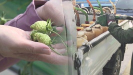 “무섭게 뛰는 기름값”…고유가 불똥에 농민 ‘울상’ | TVING