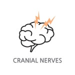 신경 | 유토이미지 검색 결과 신경 | 유토이미지  검색 결과