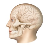 신경외과 | 유토이미지 검색 결과 신경외과 | 유토이미지  검색 결과