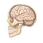 신경외과 | 유토이미지 검색 결과 신경외과 | 유토이미지  검색 결과