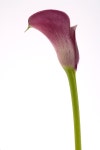 Flower(꽃) 032 | 유토이미지 | 상세페이지 | 베이직샵 | 사진 | 3570112