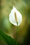 유토이미지 | 상세페이지 | 베이직샵 | 9236006 | Wild Flower(와일드 플라워)140