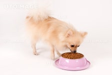 프리진 - 스톡 이미지, 사진, 일러스트, 벡터, 웹디자인. 이미지 사이트