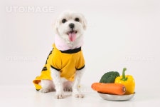 프리진 - 스톡 이미지, 사진, 일러스트, 벡터, 웹디자인. 이미지 사이트