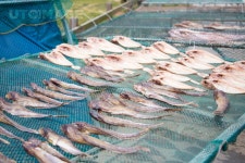 프리진 - 스톡 이미지, 사진, 일러스트, 벡터, 웹디자인. 이미지 사이트