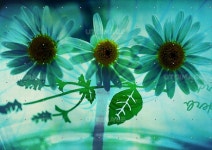 유토이미지 | Flower & Leaf Play