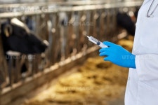 유토이미지 | agriculture industry, farming, medicine, animal vaccination and people concept - veterinarian or doctor hand with... 