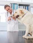 유토이미지 | Dog getting claws trimmed by vet