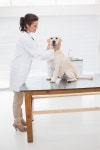유토이미지 | Cheerful veterinarian examining a cute dog