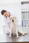 유토이미지 | Cheerful veterinarian examining a cute labrador