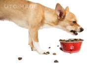 프리진 - 스톡 이미지, 사진, 일러스트, 벡터, 웹디자인. 이미지 사이트