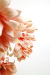 유토이미지 | spring flower_2019066