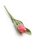 유토이미지 | one red tulip|isolated on white