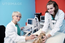 유토이미지 | portrait of a veterinarian and assistant in a small animal clinic at work