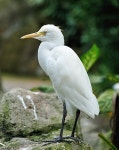 Stork bird close up | 유토이미지 | 상세페이지 | 베이직샵 | 사진 | 19598128
