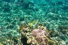 유토이미지 | Coral reef and fish at Seychelles