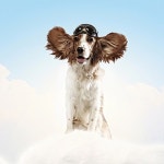 Dog-aviator wearing a helmet pilot. Collage | 유토이미지 | 상세페이지 | 베이직샵 | 사진 | 19631699