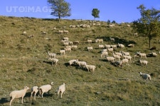 유토이미지 | flock of sheep in mountain side in a sunny day 유토이미지 | flock of sheep in mountain side in a sunny  day