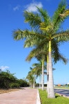 royal palm trees row in tropical garden road in mexico | 유토이미지 | 상세페이지 | 베이직샵 | 사진 | 19666121