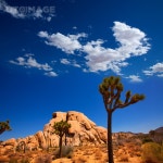 유토이미지 | Joshua Tree National Park Yucca Valley in Mohave desert California USA