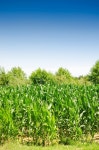 Corn field on bright summer day | 유토이미지 | 상세페이지 | 베이직샵 | 사진 | 19771380