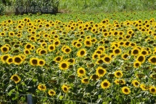 유토이미지 | Sunflower field on bright summer day