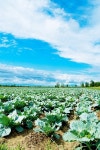 Many rows of green cabbage | 유토이미지 | 상세페이지 | 베이직샵 | 사진 | 19792196