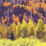 유토이미지 | Autumn forest