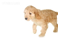 프리진 - 스톡 이미지, 사진, 일러스트, 벡터, 웹디자인. 이미지 사이트