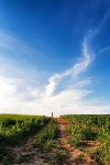 Lone woman standing on a dirt road leading off into the sky. Summer landscape with green corn cereals field. Ground road and clouds.... 