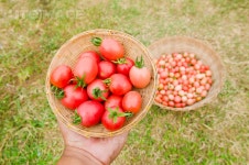 유토이미지 | photo of very fresh tomatoes