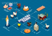 유토이미지 | Poultry farm flowchart with chicken farm turkey goose birds eggs meat products isometric elements vector illustration