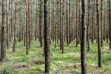 프리진 - 스톡 이미지, 사진, 일러스트, 벡터, 웹디자인. 이미지 사이트