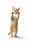 고양이 발 | 유토이미지 검색 결과 고양이 발 | 유토이미지  검색 결과
