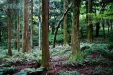 프리진 - 스톡 이미지, 사진, 일러스트, 벡터, 웹디자인. 이미지 사이트