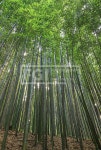 유토이미지 | 상세페이지 | 베이직샵 | 20153576 | 담양 죽녹원의 대나무숲