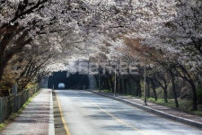 유토이미지 | 벚꽃길