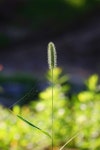 유토이미지 | 상세페이지 | 베이직샵 | 20405825 | 강아지풀