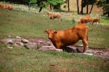 유토이미지 | 한우목장