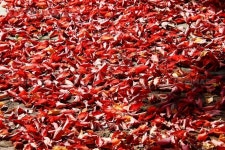 프리진 - 스톡 이미지, 사진, 일러스트, 벡터, 웹디자인. 이미지 사이트