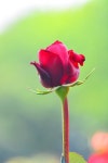 프리진 - 스톡 이미지, 사진, 일러스트, 벡터, 웹디자인. 이미지 사이트