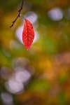 가을의 끝자락 11월, 나뭇가지끝에 매달려 가을바람에흔들리는 빨강색 마지막 잎새 하나 | 유토이미지 | 상세페이지 | 베이직샵 | 사진 | 21008649