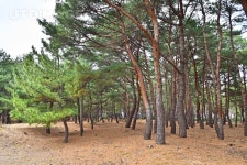 프리진 - 스톡 이미지, 사진, 일러스트, 벡터, 웹디자인. 이미지 사이트