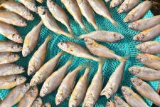 프리진 - 스톡 이미지, 사진, 일러스트, 벡터, 웹디자인. 이미지 사이트