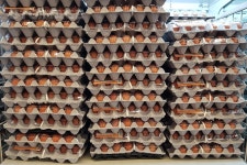 프리진 - 스톡 이미지, 사진, 일러스트, 벡터, 웹디자인. 이미지 사이트