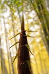 대나무 숲의 우후죽순 자라는 어린 맹종죽순들 | 유토이미지 | 상세페이지 | 베이직샵 | 사진 | 21413003