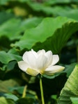 유토이미지 | 상세페이지 | 베이직샵 | 21457517 | 만개한 아름다운 하얀 연꽃